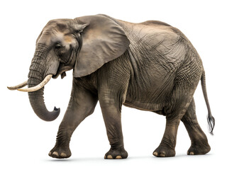 Obraz premium elephant isolated on white