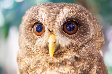 モリフクロウ,
英名学名：Tawny Owl, Strix aluco,（フクロウ科）
三島市、静岡県-2025年3月30日

