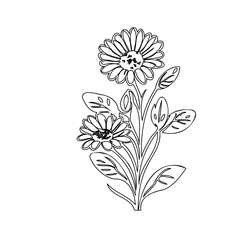 Elegant floral outline: Delicate daisy blossoms in simple line art illustration