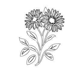 Delicate Floral Sketch: Hand-Drawn Daisy Illustration with Artistic Details