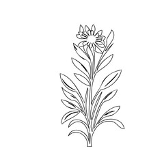 Elegant botanical line drawing showcasing a flower with delicate petals and leaves