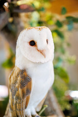 メンフクロウ
英名学名：Barn Owl, Tyto alba,（フクロウ科）

三島市、静岡県-2025年3月30日
