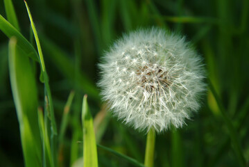 Fototapeta premium Dandelion growing wild in the grass