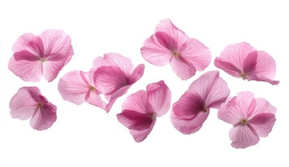 Pink flower petals floating on white background