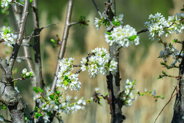 Flowering of an old fruit tree in spring.