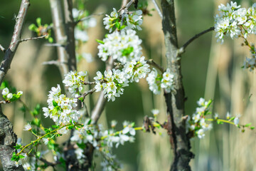Flowering of an old fruit tree in spring.
