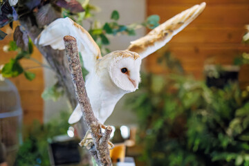 メンフクロウ
英名学名：Barn Owl, Tyto alba,（フクロウ科）

三島市、静岡県-2025年3月30日
