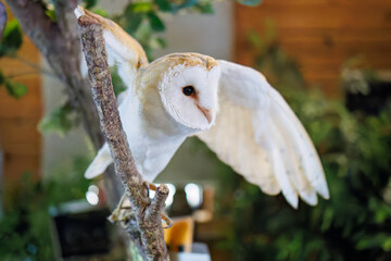 メンフクロウ
英名学名：Barn Owl, Tyto...