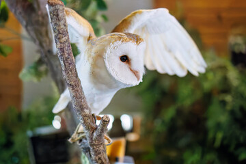 メンフクロウ
英名学名：Barn Owl, Tyto alba,（フクロウ科）

三島市、静岡県-2025年3月30日
