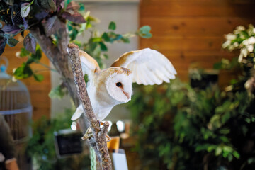 メンフクロウ
英名学名：Barn Owl, Tyto...