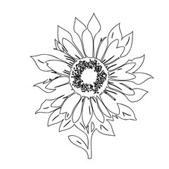 Monochrome floral contour drawing portraying sunflower's elegance and simplicity