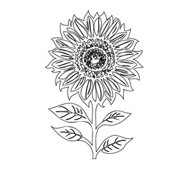 Elegant sunflower illustration with detailed line work and stark contrasts