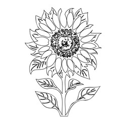 Delicate sunflower outline illustration showcasing elegant floral structure