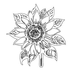 Elegant sunflower outline with detailed center, monochrome botanical illustration