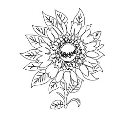 Delicate Sunflower Outline Illustration for Botanical Designs and Coloring Pages