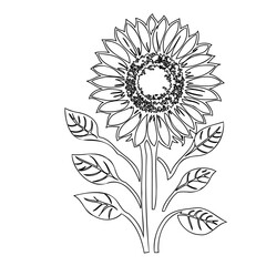 Elegant sunflower outline illustration against a plain background in minimalistic design