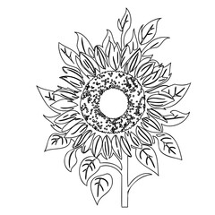 Elegant sunflower illustration in a minimalist black and white design