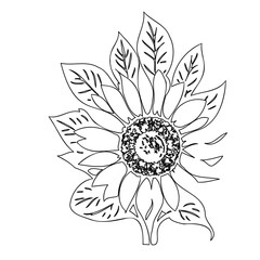 Delicate sunflower illustration showcasing floral botanical beauty within a fine outline