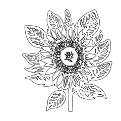 Detailed sunflower illustration showcasing intricate petal and seed head design