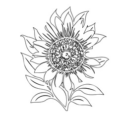 Elegant monochrome sunflower illustration with intricate petal and seed details