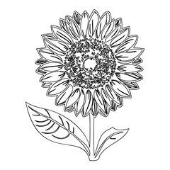 Monochrome botanical line drawing featuring a detailed sunflower illustration