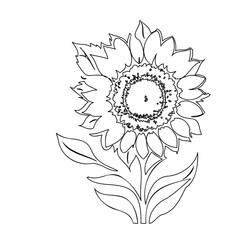 Elegant monochrome rendering of a sunflower, showcasing nature's radiant form
