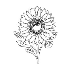 Stylized sunflower illustration with fine linework, elegant, nature-inspired