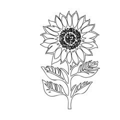 Elegant sunflower illustration capturing intricate details in monochromatic lines
