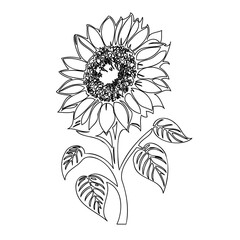 Minimalist sunflower illustration with delicate linework capturing floral elegance