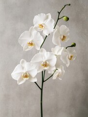 Obraz premium Close-up of a blooming orchid in a modern minimalist style against a textured gray background
