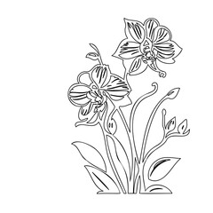 Elegant orchid blossoms detailed outline illustration for artistic projects
