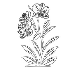 Elegant orchid illustration showcases detailed line work and botanical form