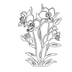 Delicate outline illustration of orchids in full bloom presenting floral beauty