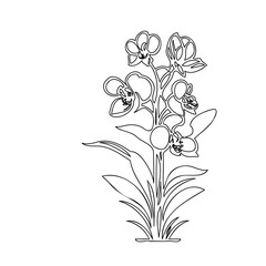 Elegant orchid botanical illustration in a minimalistic, line art style