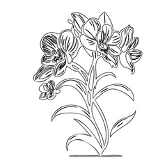 Elegant floral contour drawing showcasing orchid blossoms and foliage illustration