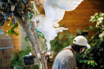 メンフクロウ
英名学名：Barn Owl, Tyto alba,（フクロウ科）

三島市、静岡県-2025年3月30日
