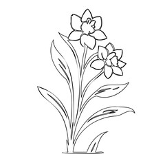 Daffodils botanical line art illustration for coloring pages or design elements