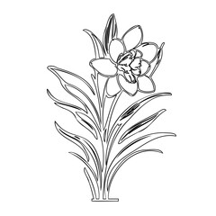 Elegant narcissus outline drawing, minimalist floral art on white canvas