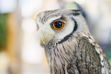 アフリカオオコノハズク,
英名学名：Northern white-faced owl, Ptilopsis leucotis,（フクロウ科）
三島市、静岡県-2025年3月30日

