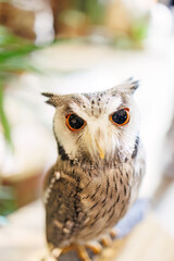 アフリカオオコノハズク,
英名学名：Northern white-faced owl, Ptilopsis leucotis,（フクロウ科）
三島市、静岡県-2025年3月30日
