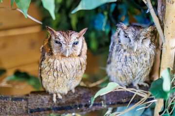 スピックスコノハズク, 
英名学名：Tropical screech owl, Megascops choliba,（フクロウ科）
三島市、静岡県-2025年3月30日
