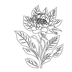 Elegant single line drawing of a peony blossom with graceful, intricate details