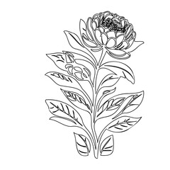 Elegant floral line art showcasing peony with leaves, a simple botanical illustration