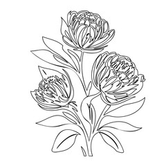 Elegant botanical drawing: trio of blossoming peonies in minimalist lines