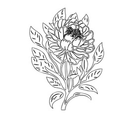 Elegant floral contour with delicate foliage, revealing botanical sophistication