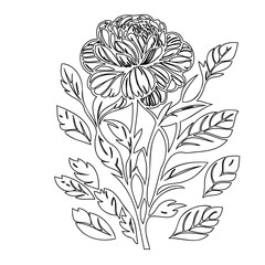 Detailed floral line drawing featuring a bloom surrounded by foliage design