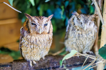 スピックスコノハズク, 
英名学名：Tropical screech owl, Megascops choliba,（フクロウ科）
三島市、静岡県-2025年3月30日
