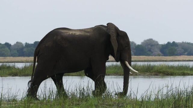 A bull elephant walks across an island in the middle of a large river. The male's dark skin indicates that he has recently been in the water. While walking, the giant tears out grass with its trunk.