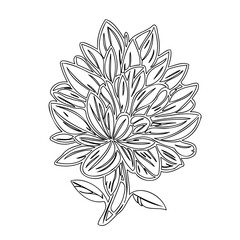 Elegant dahlia illustration, monochromatic floral arrangement with refined details
