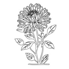 Elaborate outlined chrysanthemum with detailed petals on a white backdrop